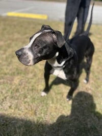 Odin - Photo 3