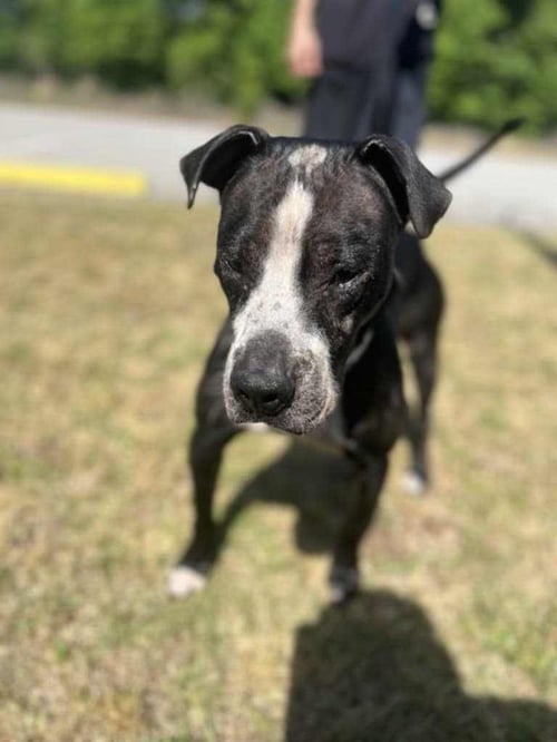 ODIN - Labrador Retriever for adoption in Columbia