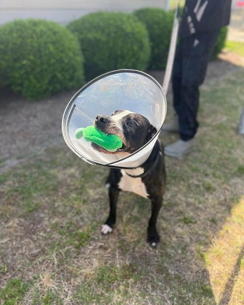 ODIN - Labrador Retriever available for adoption