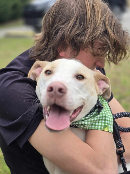 CLOUD - Labrador Retriever for adoption in Columbia