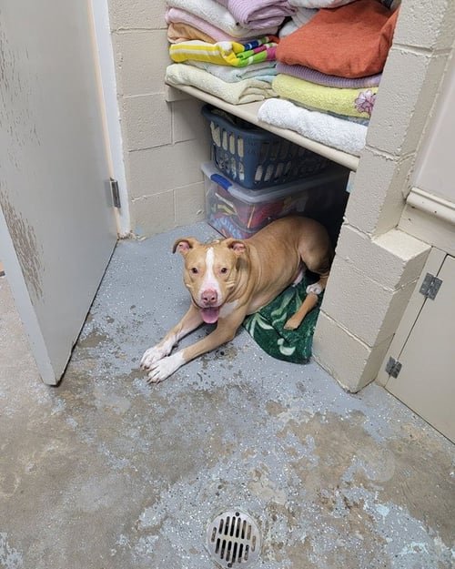 ARCHER - Labrador Retriever / American Staffordshire Terrier available for adoption
