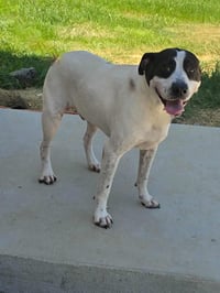 Scout - Photo 4