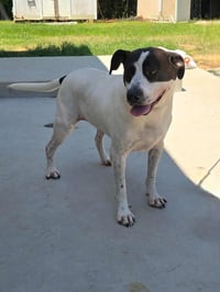 Scout - Photo 2