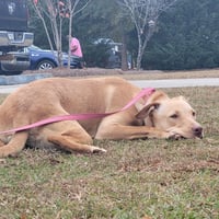 Chunk - Photo 5