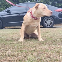 Chunk - Photo 4