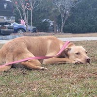 Chunk - Photo 6