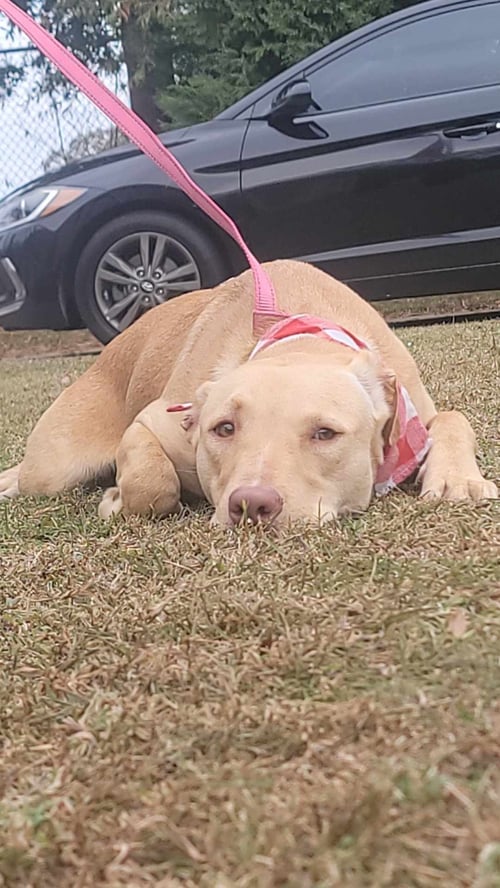CHUNK - Labrador Retriever / Husky for adoption in Columbia