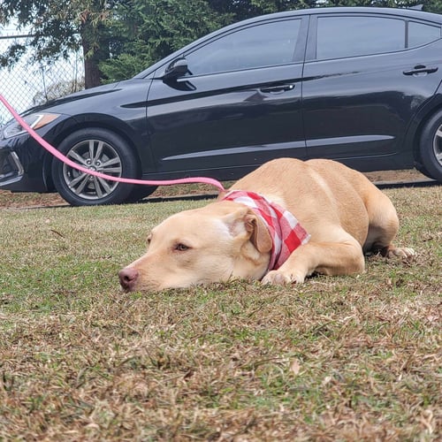 CHUNK - Labrador Retriever / Husky available for adoption