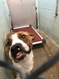 Tucker - Photo 3
