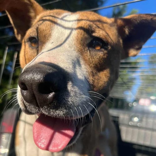 TUCKER - Boxer / Labrador Retriever for adoption in Columbia