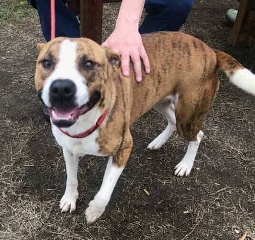 TUCKER - Boxer / Labrador Retriever available for adoption