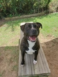 Petunia - Photo 1