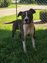 Riley - Photo 2
