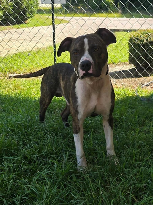 RILEY - Boxer / Labrador Retriever available for adoption