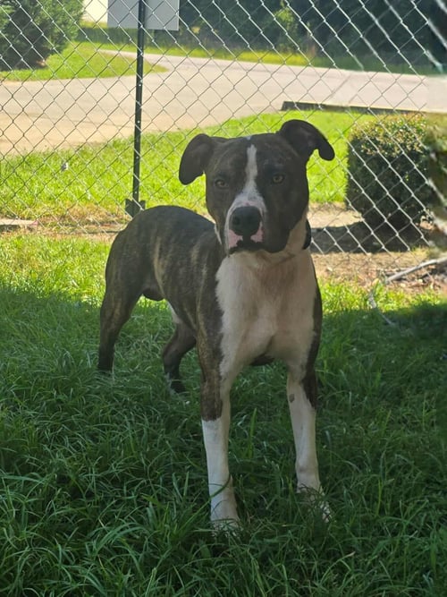 RILEY - Boxer / Labrador Retriever for adoption in Columbia