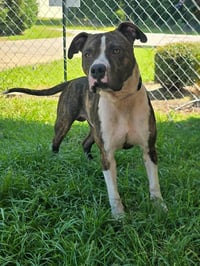Riley - Photo 4