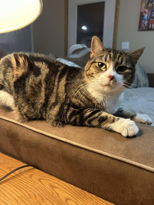 TINKER - Domestic Short Hair for adoption in Fargo