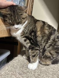 Tinker - Photo 2