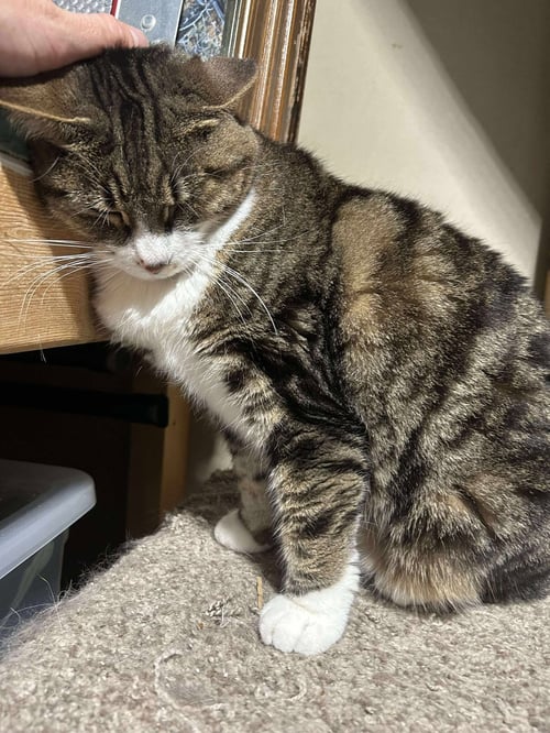 TINKER - Domestic Short Hair available for adoption