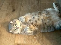 Gracie - Photo 3