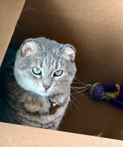 GRACIE - Domestic Short Hair for adoption in Fargo