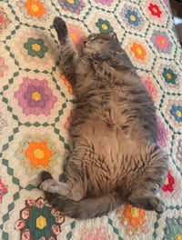 Gracie - Photo 2