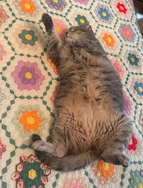 GRACIE - Domestic Short Hair available for adoption