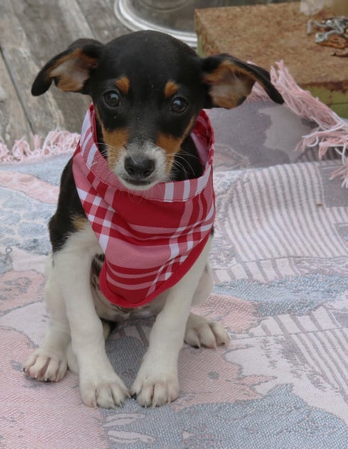 ACE - Rat Terrier available for adoption