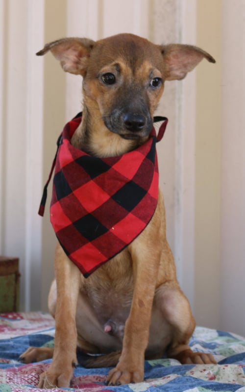 SEAN - Terrier / Dachshund available for adoption