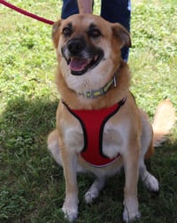 Sadie - Photo 4