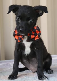 Max - Photo 1