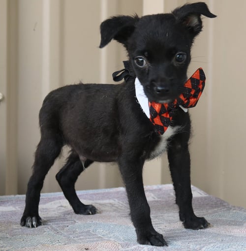MAX - Cairn Terrier / Chihuahua available for adoption