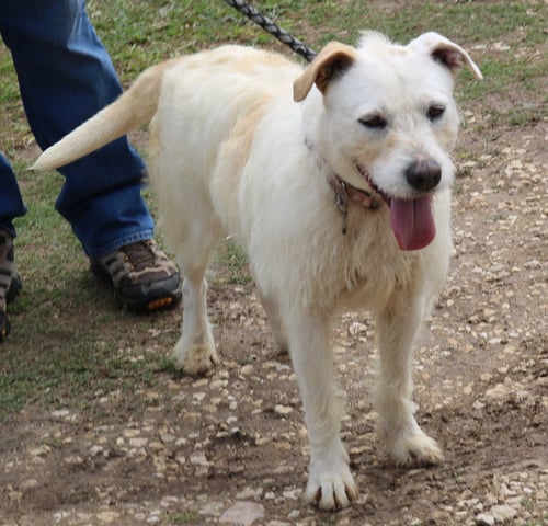 JAZZ - Border Terrier available for adoption