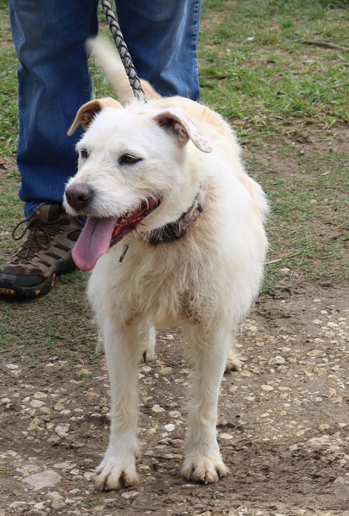 JAZZ - Border Terrier available for adoption