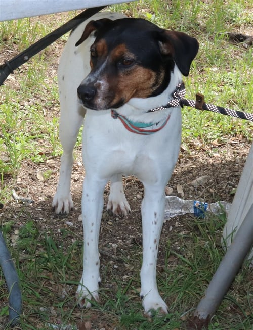 ASTRID - Australian Cattle Dog/Blue Heeler / Labrador Retriever available for adoption