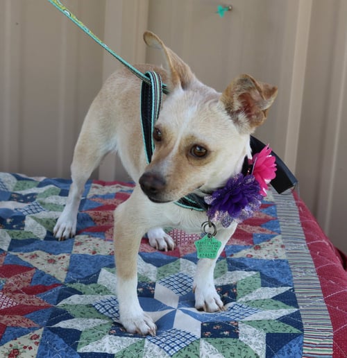 LAYLA - Chihuahua / Dachshund available for adoption