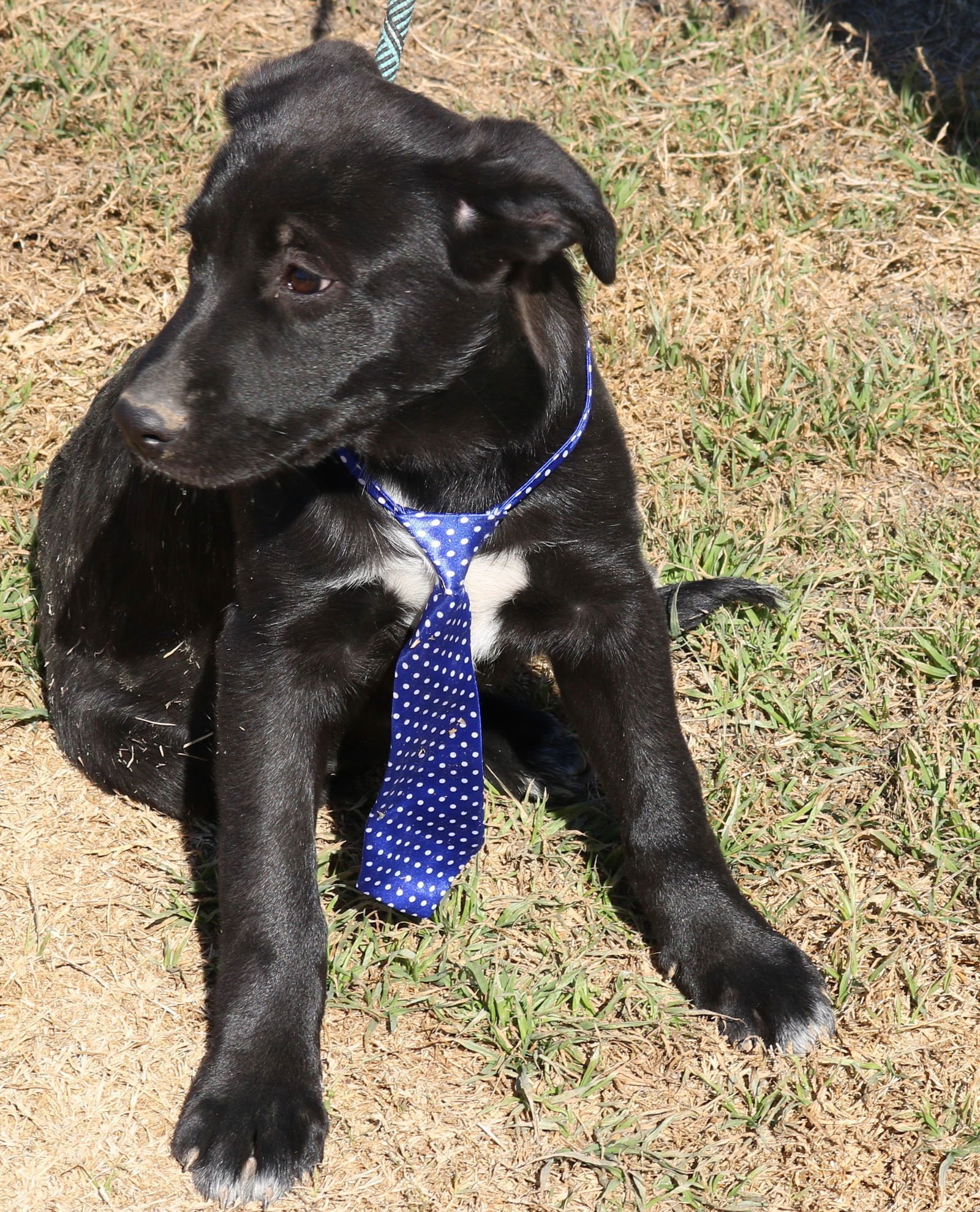 Tug - Photo 4