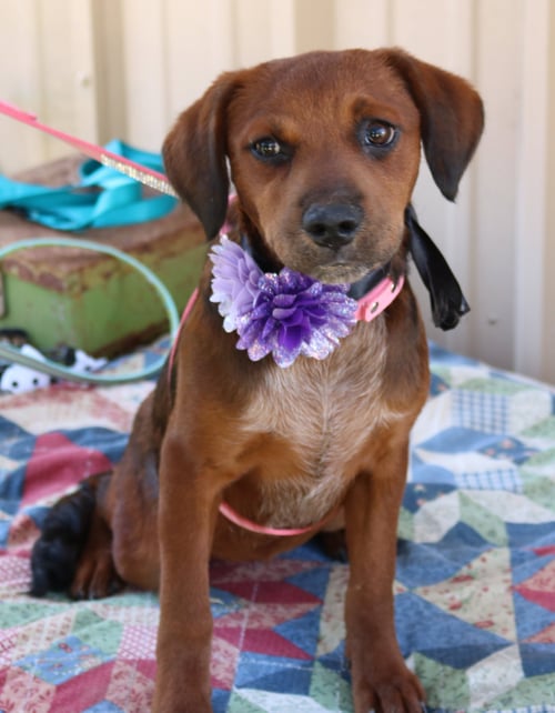 ANNABELLE - Dachshund / Havanese available for adoption