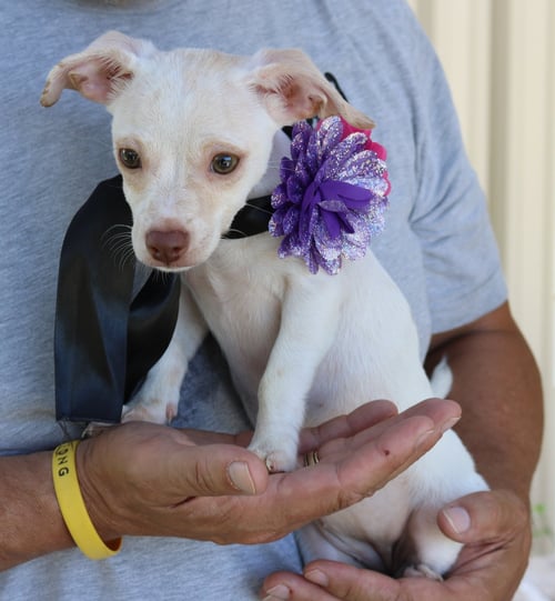 DARLA - Chihuahua / Dachshund for adoption in Hartford
