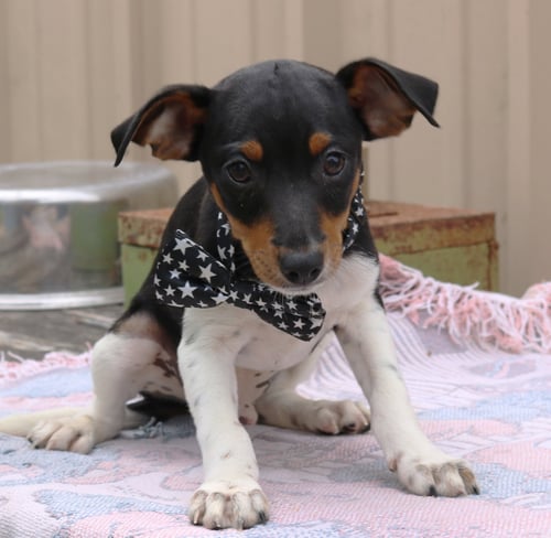 DASH - Rat Terrier available for adoption
