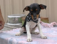 Dash - Photo 3