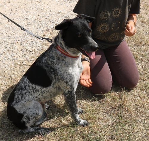 OAKS - German Shorthaired Pointer / German Shepherd Dog available for adoption