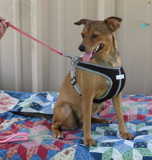 MONICA - Fox Terrier / Italian Greyhound available for adoption