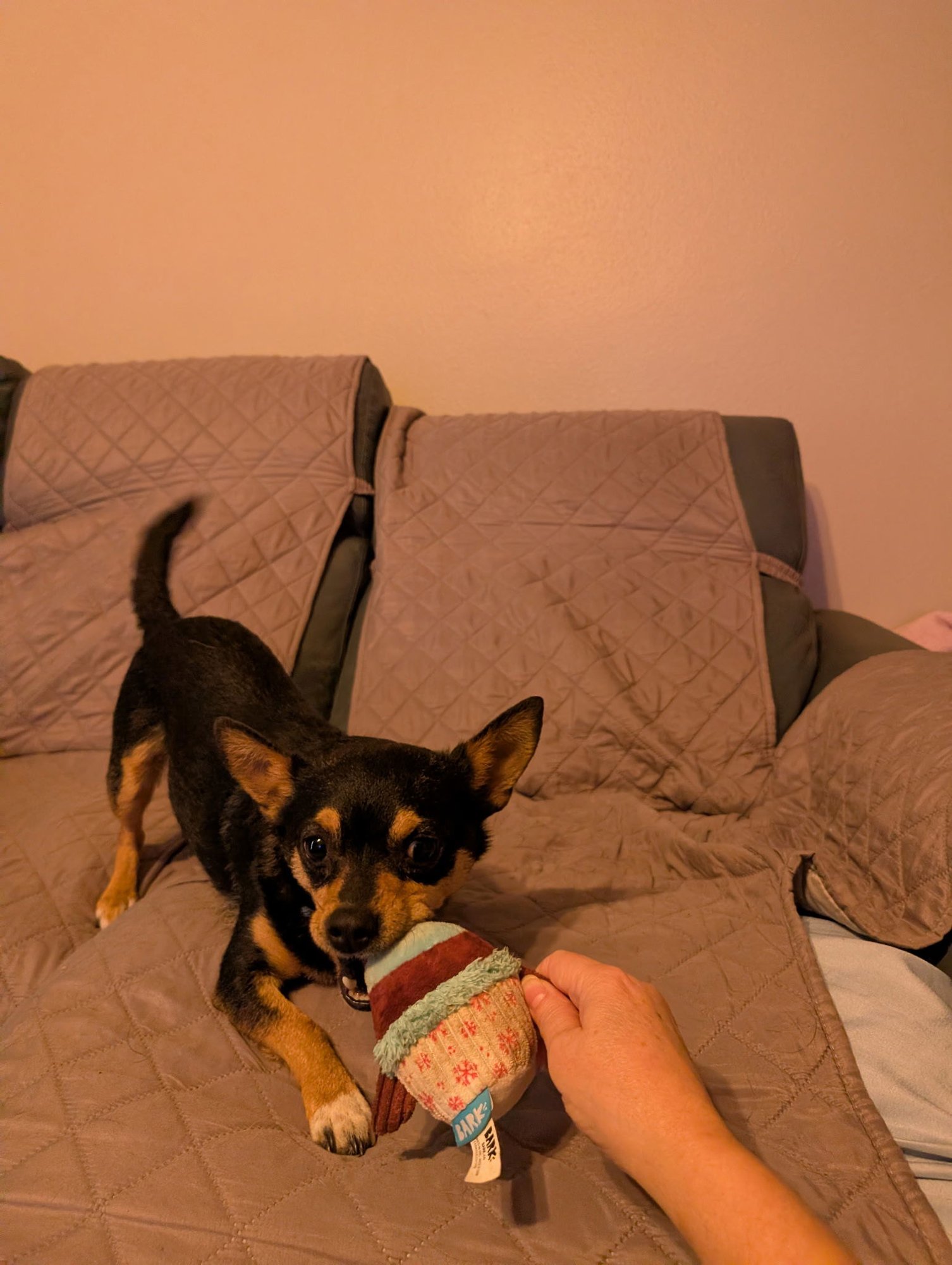 DRACO - Chihuahua / Dachshund available for adoption