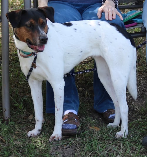 ASTRID - Australian Cattle Dog/Blue Heeler / Labrador Retriever available for adoption