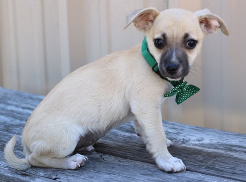 FLICKER - Chihuahua available for adoption