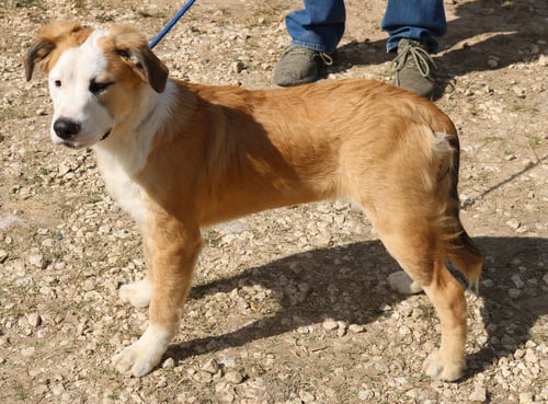 BARRON - Mastiff / Great Pyrenees available for adoption