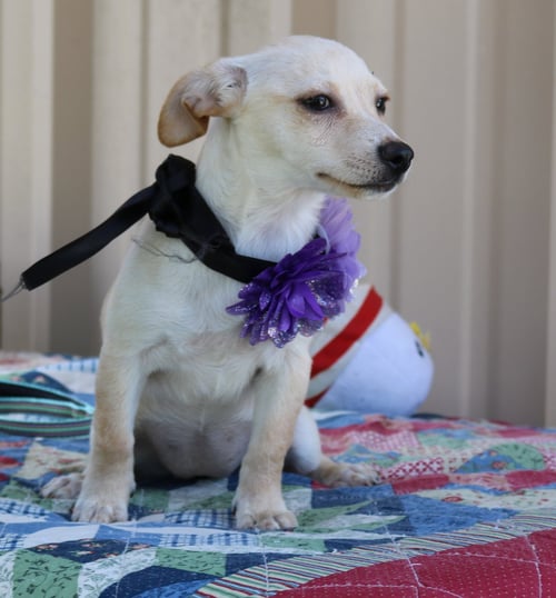 DAISEY MAE - Chihuahua / Dachshund available for adoption