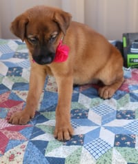 Priscilla "Prissy" - Photo 2