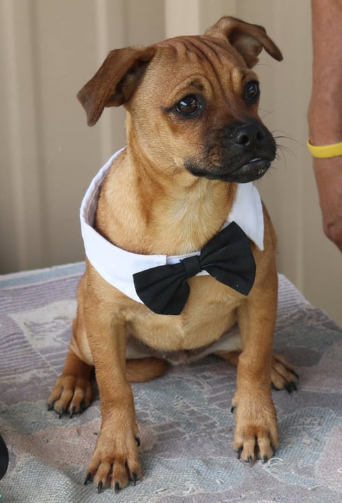 JOHNNY - Pug for adoption in Everett
